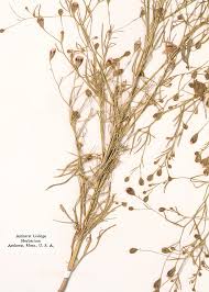 Image result for Schkuhria pinnata