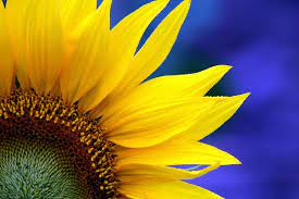Girassol Sunflower Helianthus Annuus Beautiful Flowers Sunflower Sunflower Flower