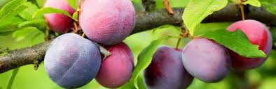 Now let some darkness to our plums look more bulky and realistic. How To Grow Plums Damsons And Gages Lovethegarden