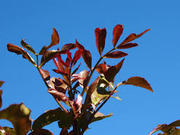 Image result for Bersama lucens