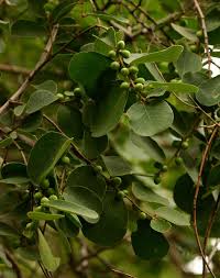 Image result for Bridelia