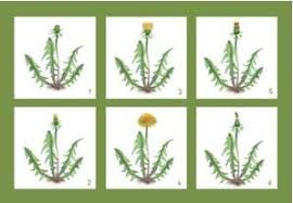 Vom Lowenzahn Zur Pusteblume Eine Bildergeschichte Lowenzahn Kindergarten Lowenzahn Pusteblume