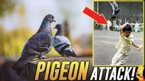 Common features which characterise pigeons and doves are small heads and bills, round bodies, and cooing calls. Funny Pigeon Attack Prank Call To Pest Control Best Prank Calls On Youtube Youtube