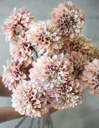 Blush Dahlia Philippa Craddock Vackra Blommor Blommor Dahlia