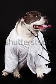 Maybe you would like to learn more about one of these? American Bulldog Dog Portrait On Black Background Stock Photo C Ewastudio 4117262 Stockfresh