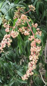 Check spelling or type a new query. Mango Tree Fertilizer Haifa Group