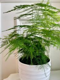 Image result for Asparagus setaceus