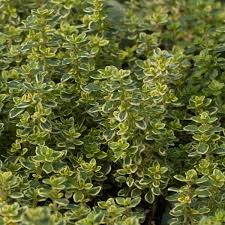 Lemon flavored foliage adds zest to marinades and sauces. Thyme Lemon Plants For Sale Thymus Citriodorus The Growers Exchange