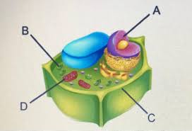 Maybe you would like to learn more about one of these? Which Two Features Are Present In A Plant Cell But Not In An Animal Cell Distinguishing Between Cell Brainly Com