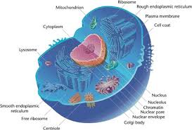 We did not find results for: Cell Biology Function Types Organelles Facts Science4fun