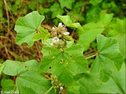 Image result for Malva verticillata