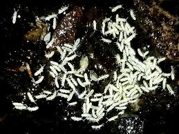 They are common pests in swimming pools and pool houses. Springtails Live Culture Killifish