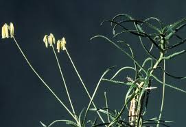 Image result for Aloe rulkensii