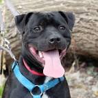 Stafford Rescue Victoria - Home | Facebook