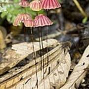 Image result for Marasmius opacus