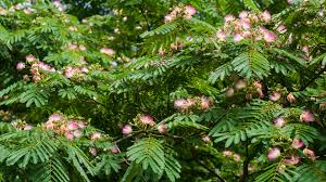 They form larger shrubs or smaller trees between 5 and 25 feet tall, depending on the variety, pruning methods and location. Have Another Mimosa The Blooming Of A Controversial Southern Belle The Horticult