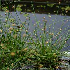 Image result for Eleocharis variegata