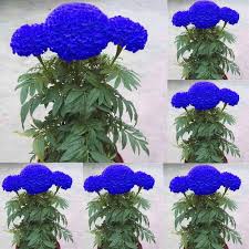 Marigold flowers are very delightful flowers. Airyclub 100pcs Blue Marigold Maidenhair Seeds Home Garden Edible Flower Plant Decor