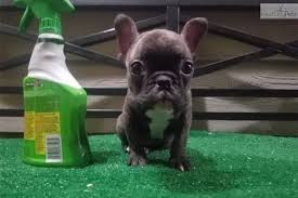 3456 x 1729 jpeg 670 кб. Thor Micro French Bulldog Puppy For Sale Near Los Angeles California 42f8e5fb 9981