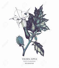 Signs of toxicity can range from as mild as brief indigestion to as severe as sudden death. Hand Drawn Sketch Of Poisonous Plant Datura Stramonium Dangerous Royalty Free Cliparts Vectors And Stock Illustration Image 122576432