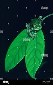 Image result for Oubanguia africana