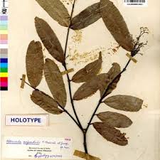 Image result for Hippocratea