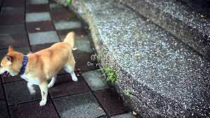流浪心事 由明星愛犬訓練學校教練指導狗明星領銜主演的微電影 this is about a dog whos owner left him this made me cry sooo much because this happens alot in china and japan 猫の行動 犬 心事
