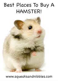 Viv $1250.00 ephrata, pa teddy bear puppy; Where To Buy A Hamster The Best Places To Get A Hamster