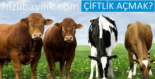 Buyukbas Hayvan Ciftligi Kurmak Icin