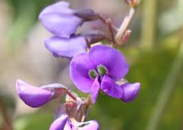 Image result for Hardenbergia comptoniana