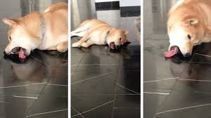 Strange Puppy Licks Floor Youtube