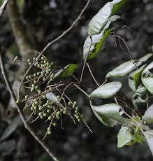 Image result for Allophylus abyssinicus