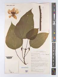 Image result for Caloncoba