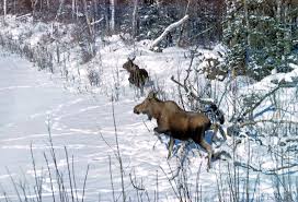 15 Things You Might Not Know About Moose - Cottage Life