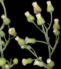 Image result for Conyza