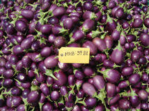 Crop varieties with disease and pest resistant characteristics which include gm crops have gained quite a controversy. Bt Brinjal In India Isaaa Org