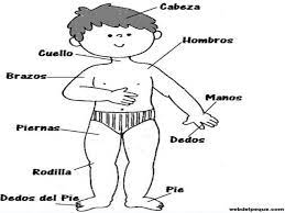 We did not find results for: El Cuerpo Humano