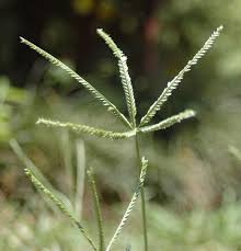 Image result for Eleusine