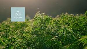 Don't hesitate to tell us about a ticker we should know about, but read the sidebar. Is Sundial Growers Sndl Stock A Buy For Investors