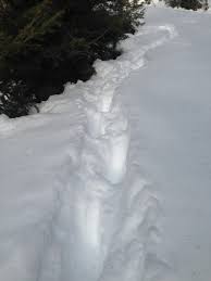 Wolf tracks in the snow in russia. Mountain Lion Tracks Montana Hunting And Fishing Information