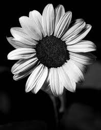 Here are the instructions how to enable javascript in your web browser. Black And White Flower Photographs Fine Art America
