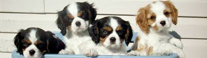 Not all of the cavaliers in our care are listed on our website. Cavalier King Charles Spaniel Club Of Canada