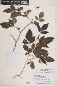 Image result for Allophylus fulvotomentosus