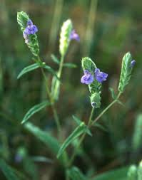 Image result for Rungia