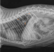 Spontaneous pneumothorax and pneumomediastinum in «thoracic surgery 2nd edition» / edited by f. Vet Zentrum Vet Zentrum Twitter