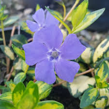 Image result for Vinca minor