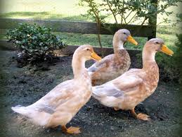 I have 1 female that is also 1/2 mallard and 1/2 black duck. Best Duck Breeds For Pets And Egg Production Hgtv