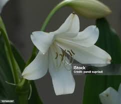Image result for Crinum moorei