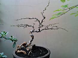 Eksotisnya Bonsai Kawista Bibit Online