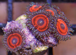 Identifying Zoanthus Palythoa And Protopalythoa Corals